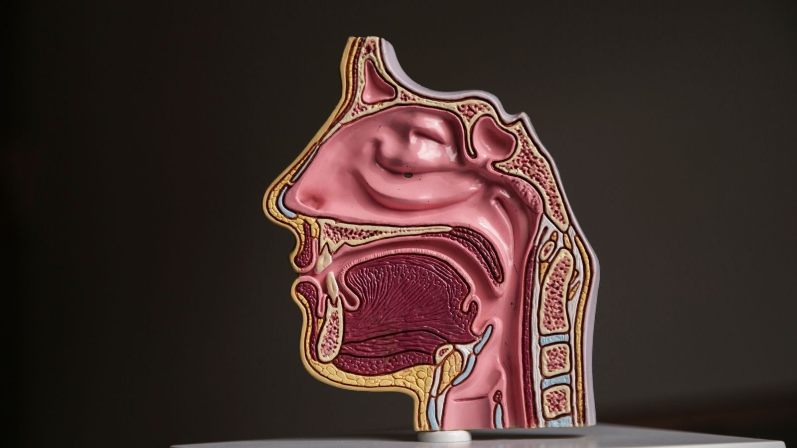 Nasal Anatomy and Its Functions - Prof. Dr. Fehmi Döner